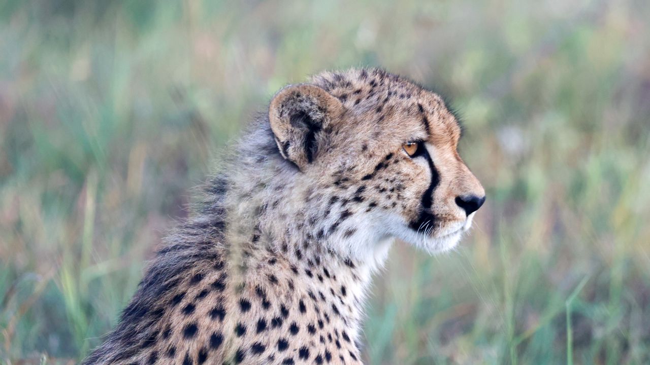 Wallpaper cheetah, big cat, predator, animal, head, wild
