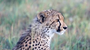 Preview wallpaper cheetah, big cat, predator, animal, head, wild