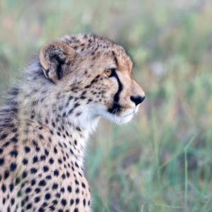 Preview wallpaper cheetah, big cat, predator, animal, head, wild