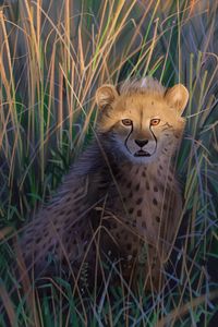 Preview wallpaper cheetah, big cat, predator, art, wildlife