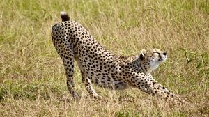 Preview wallpaper cheetah, big cat, predator, grass