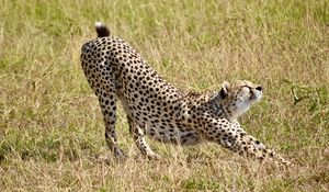 Preview wallpaper cheetah, big cat, predator, grass