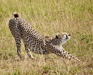 Preview wallpaper cheetah, big cat, predator, grass