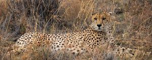 Preview wallpaper cheetah, big cat, predator, grass, dry