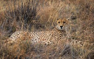 Preview wallpaper cheetah, big cat, predator, grass, dry
