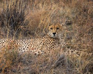 Preview wallpaper cheetah, big cat, predator, grass, dry
