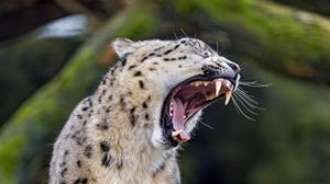 Preview wallpaper cheetah, big cat, predator, fangs