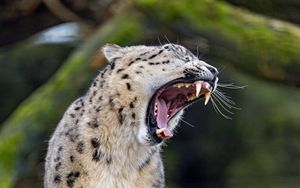 Preview wallpaper cheetah, big cat, predator, fangs