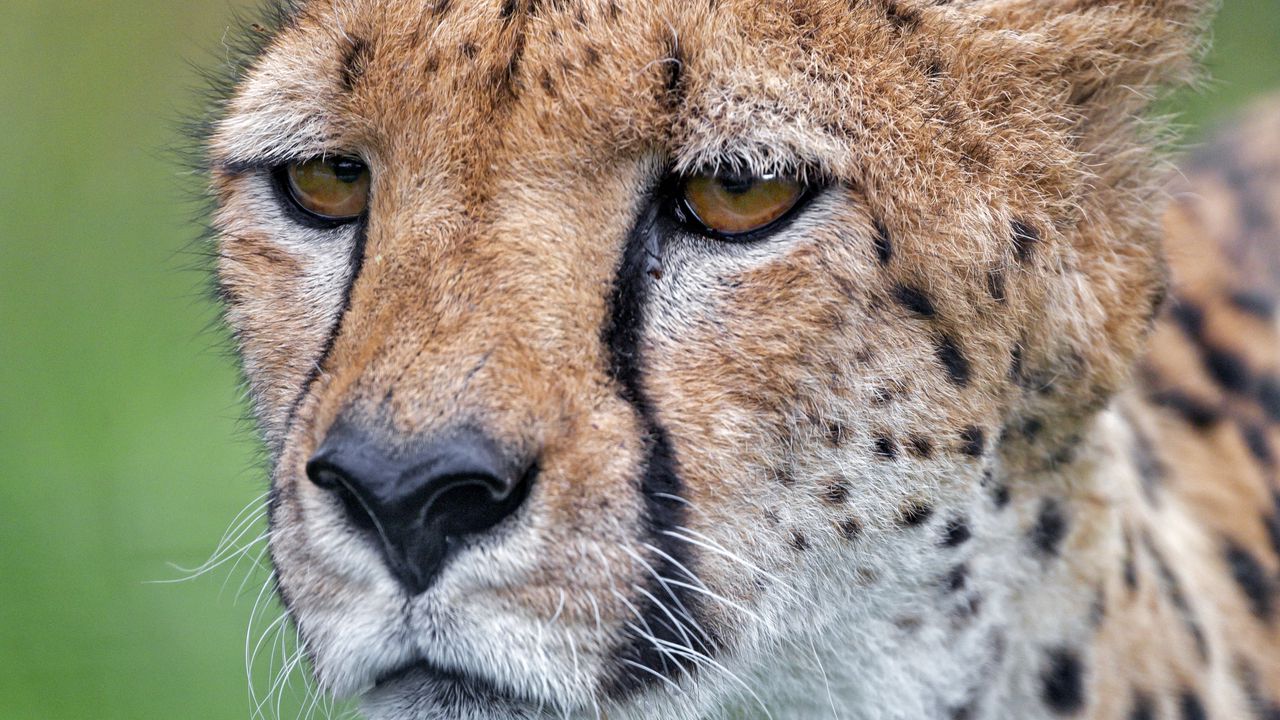 Wallpaper cheetah, big cat, predator, face