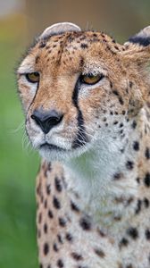 Preview wallpaper cheetah, big cat, predator, face