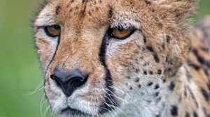 Preview wallpaper cheetah, big cat, predator, face