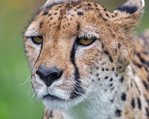 Preview wallpaper cheetah, big cat, predator, face