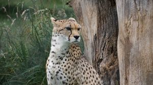 Preview wallpaper cheetah, big cat, predator, glance