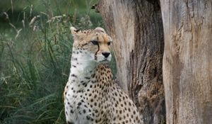 Preview wallpaper cheetah, big cat, predator, glance