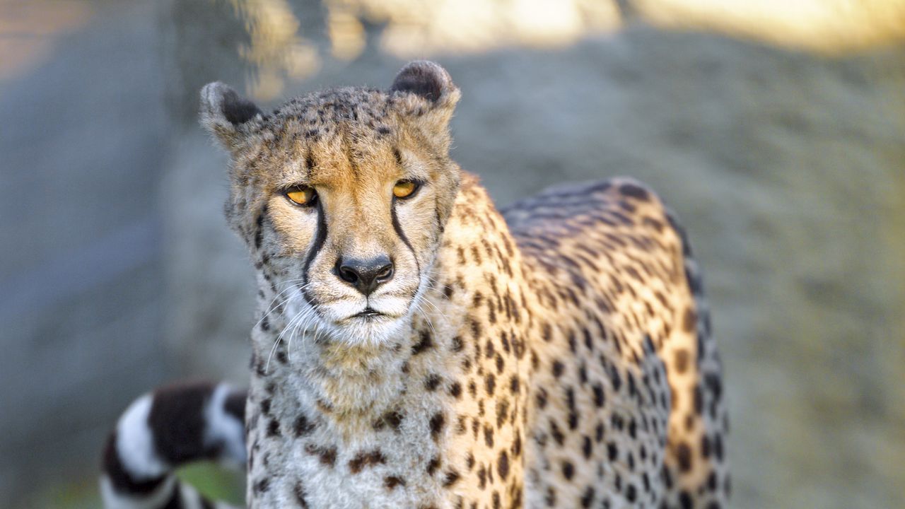 Wallpaper cheetah, big cat, predator, animal, wildlife