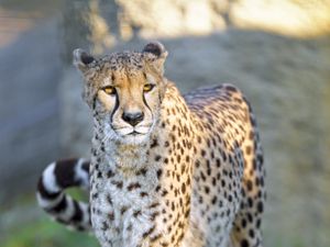Preview wallpaper cheetah, big cat, predator, animal, wildlife