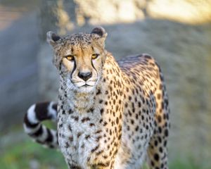 Preview wallpaper cheetah, big cat, predator, animal, wildlife