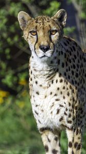 Preview wallpaper cheetah, big cat, predator, animal, wild