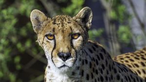 Preview wallpaper cheetah, big cat, predator, animal, wild