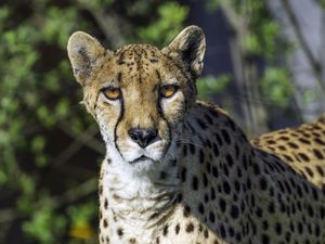 Preview wallpaper cheetah, big cat, predator, animal, wild