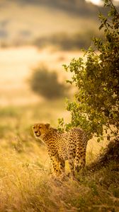 Preview wallpaper cheetah, big cat, predator, grass, branches