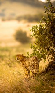 Preview wallpaper cheetah, big cat, predator, grass, branches