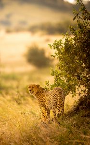 Preview wallpaper cheetah, big cat, predator, grass, branches