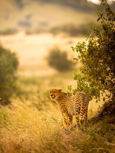 Preview wallpaper cheetah, big cat, predator, grass, branches