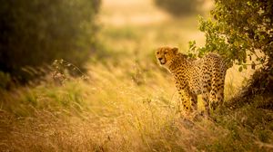 Preview wallpaper cheetah, big cat, predator, grass, branches