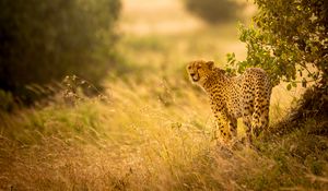 Preview wallpaper cheetah, big cat, predator, grass, branches