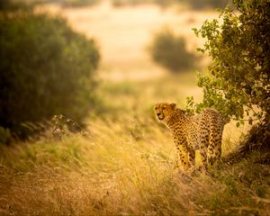 Preview wallpaper cheetah, big cat, predator, grass, branches