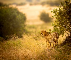 Preview wallpaper cheetah, big cat, predator, grass, branches