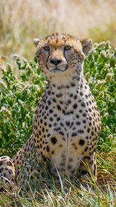 Preview wallpaper cheetah, big cat, predator, animal, grass