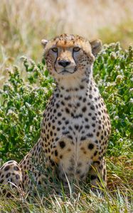 Preview wallpaper cheetah, big cat, predator, animal, grass
