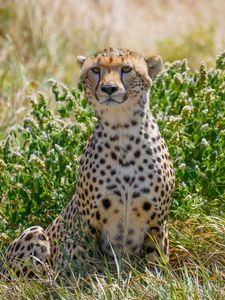 Preview wallpaper cheetah, big cat, predator, animal, grass