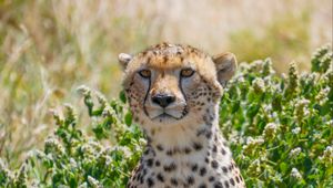 Preview wallpaper cheetah, big cat, predator, animal, grass