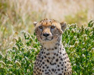 Preview wallpaper cheetah, big cat, predator, animal, grass