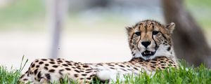 Preview wallpaper cheetah, big cat, predator, grass, animal