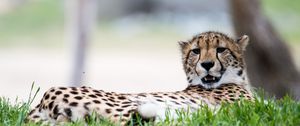 Preview wallpaper cheetah, big cat, predator, grass, animal