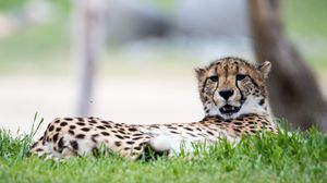 Preview wallpaper cheetah, big cat, predator, grass, animal
