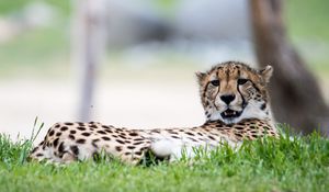 Preview wallpaper cheetah, big cat, predator, grass, animal