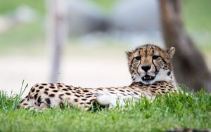 Preview wallpaper cheetah, big cat, predator, grass, animal