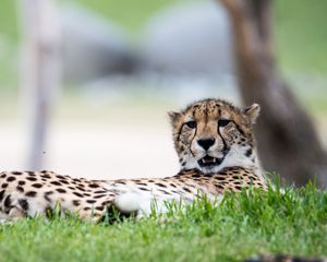 Preview wallpaper cheetah, big cat, predator, grass, animal