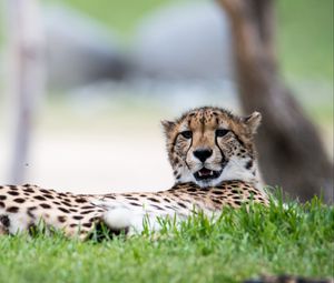 Preview wallpaper cheetah, big cat, predator, grass, animal