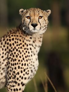 Preview wallpaper cheetah, big cat, predator, wildlife, animal