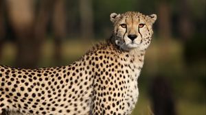 Preview wallpaper cheetah, big cat, predator, wildlife, animal