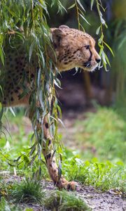 Preview wallpaper cheetah, big cat, predator, animal, branch, leaves