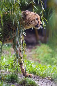 Preview wallpaper cheetah, big cat, predator, animal, branch, leaves