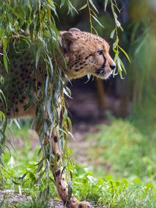 Preview wallpaper cheetah, big cat, predator, animal, branch, leaves