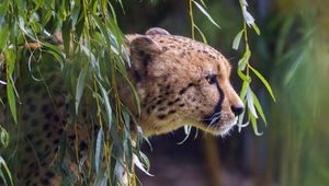 Preview wallpaper cheetah, big cat, predator, animal, branch, leaves